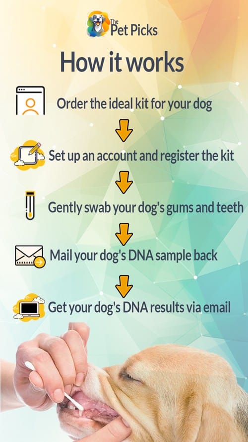 Discovering Your Dog’s Breed is Simpler Than You Imagine The Pet Picks