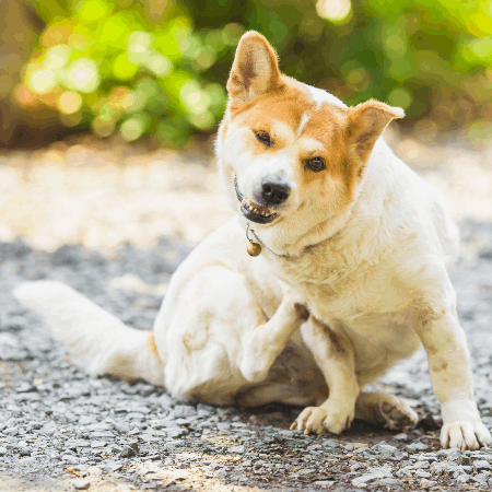 A Deep Dive into Dog Skin Allergies