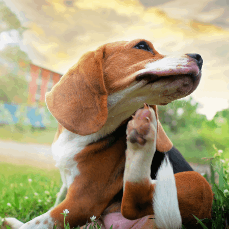 Quick Relief for Your Itchy Dog: Find Out Why and What to Do