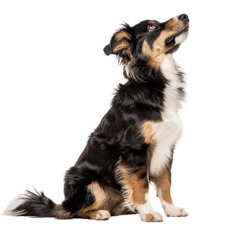 dog looking up