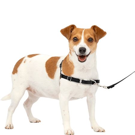 PetSafe Easy Walk Dog Harness
