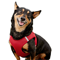Frisco Small Breed Soft Vest Step In Back Clip Dog Harness
