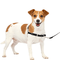 PetSafe Easy Walk Dog Harness