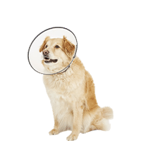 Dogswell Remedy+Recovery Dog E-Collar