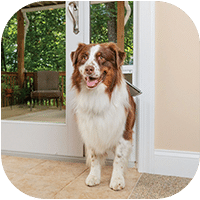 PetSafe Sliding 81-in Glass Pet Door
