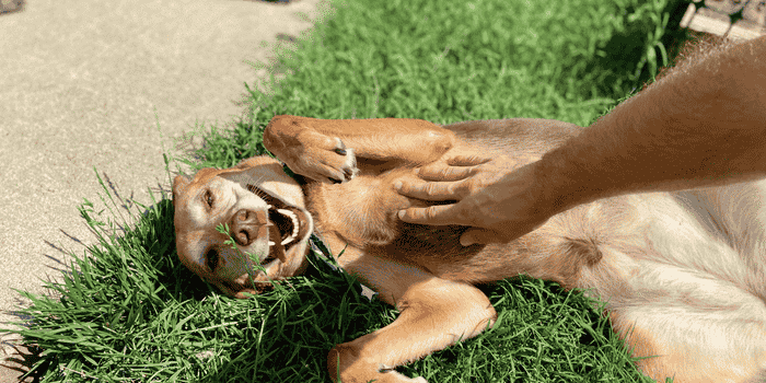 The Science Behind Why Dogs Love Belly Rubs
