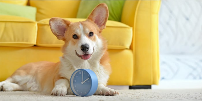Can Dogs Tell Time? How Your Pup Knows Exactly When You're Coming Home