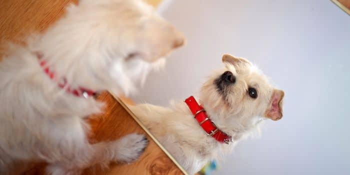 Dog looking at a mirror