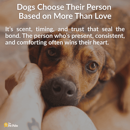 Dog Favorite Person