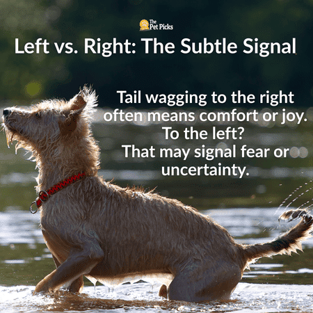 Why Your Dog’s Tail Deserves a Closer Look