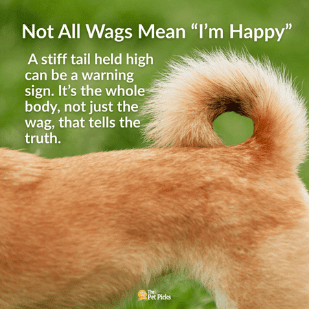 Why Your Dog’s Tail Deserves a Closer Look