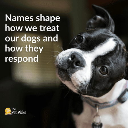 The Psychology of Dog Names Can Your Pup’s Name Shape Who They Become