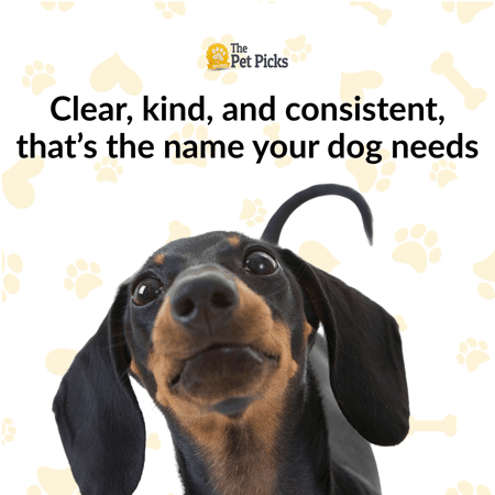 The Psychology of Dog Names Can Your Pup’s Name Shape Who They Become