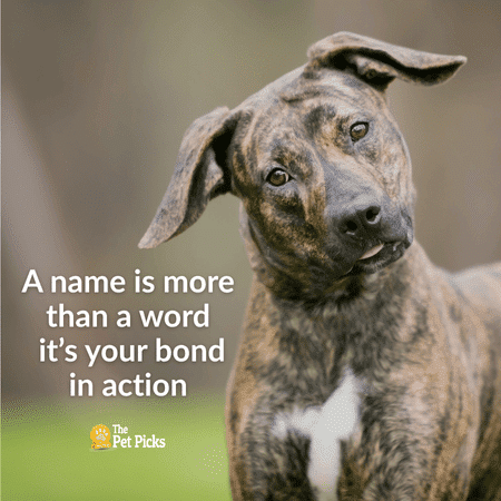 The Psychology of Dog Names Can Your Pup’s Name Shape Who They Become