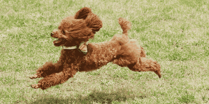 Do Dogs Get the Zoomies for a Reason?