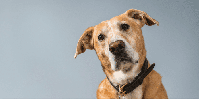 The Psychology of Dog Names: Can Your Pup’s Name Shape Who They Become?