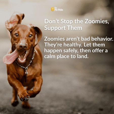 Do Dogs Get the Zoomies for a Reason?