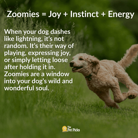 Do Dogs Get the Zoomies for a Reason?