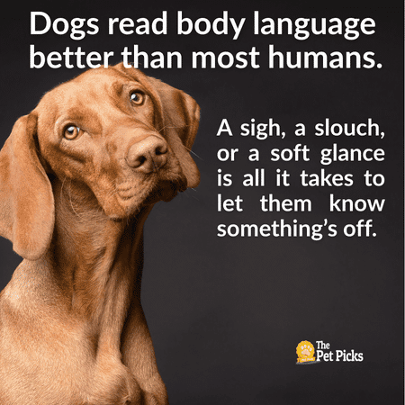 Can Dogs Sense How We Feel