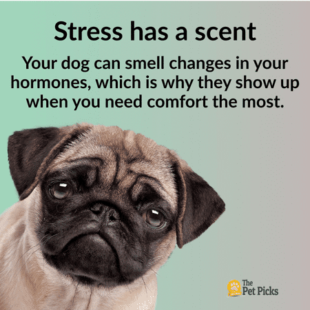 Can Dogs Sense How We Feel