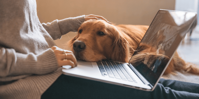 Can Dogs Sense How We Feel? The Science Behind Your Dog's Emotional Radar hero