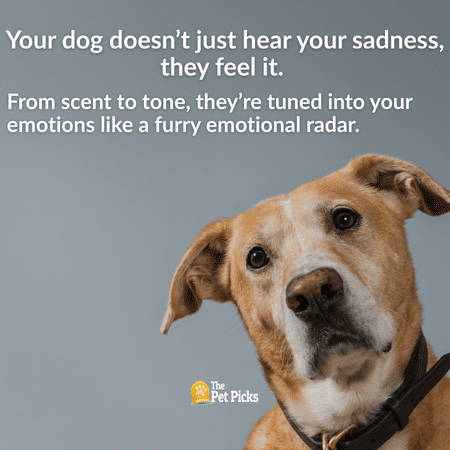Can Dogs Sense How We Feel