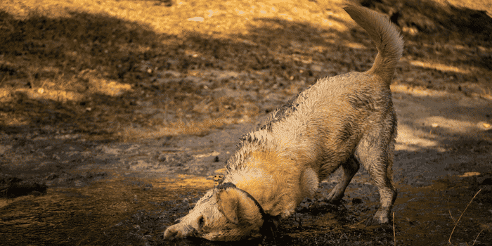 Why Do Dogs Love Smelly Things? The Gross but Fascinating Truth