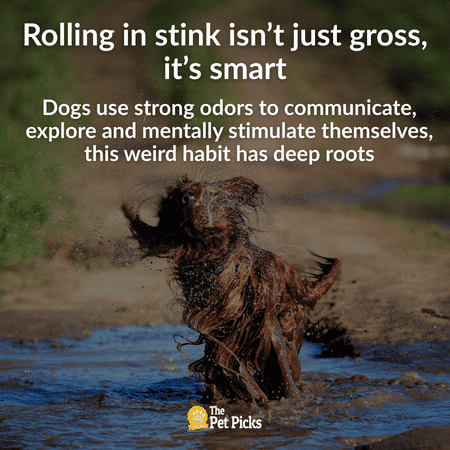 Why Do Dogs Love Smelly Things? The Gross but Fascinating Truth