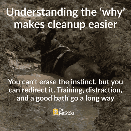 Why Do Dogs Love Smelly Things? The Gross but Fascinating Truth