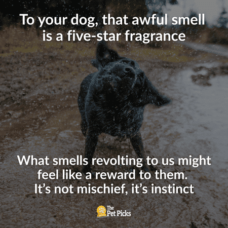 Why Do Dogs Love Smelly Things? The Gross but Fascinating Truth