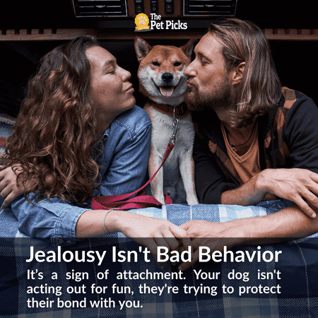 Can Dogs Get Jealous What Science Really Says About Canine Envy