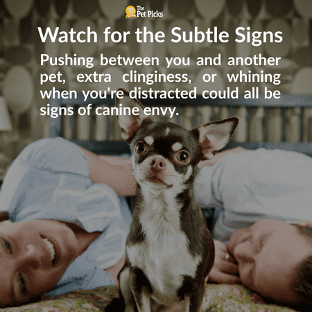 Can Dogs Get Jealous What Science Really Says About Canine Envy