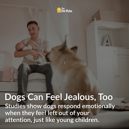 Can Dogs Get Jealous What Science Really Says About Canine Envy