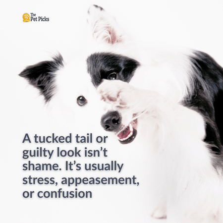 Do Dogs Get Embarrassed What Their Awkward Moments Really Mean
