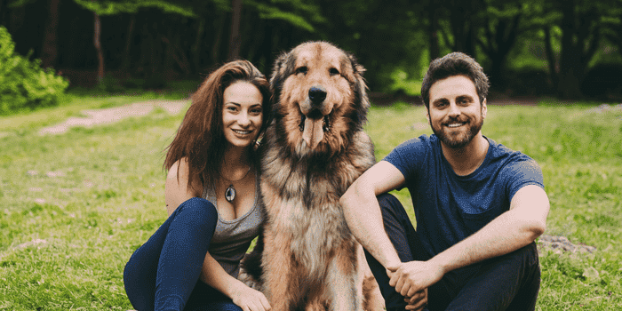 Can Dogs Get Jealous What Science Really Says About Canine Envy