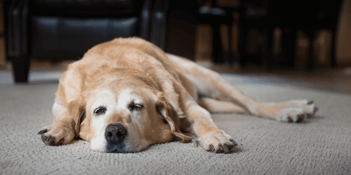 Old dog sleeping