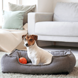 homepage beds