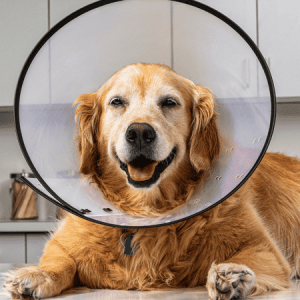 homepage cones