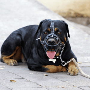 homepage muzzle
