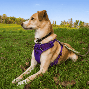 hompage harnesses